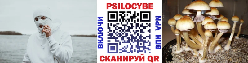 купить наркоту  Закаменск  Псилоцибиновые грибы мицелий 